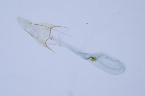 Scrobipalpa acuminatella